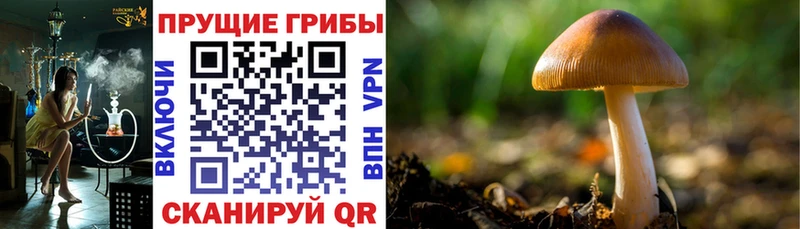 Псилоцибиновые грибы MAGIC MUSHROOMS  дарк нет наркотические препараты  Опочка 